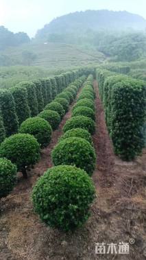 高度280厘米茶梅柱