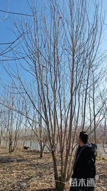 高度800厘米(5杆)丛生白蜡