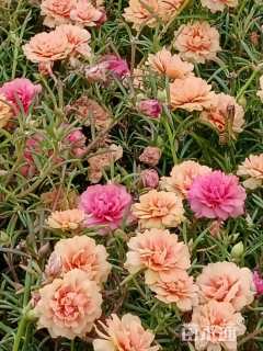 高度20厘米太阳花