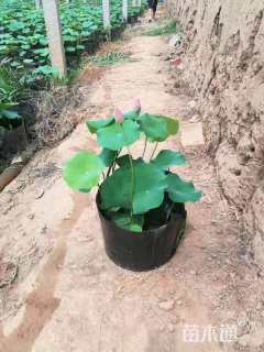 高度40厘米荷花