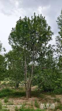 高度7厘米(5杆)丛生白蜡