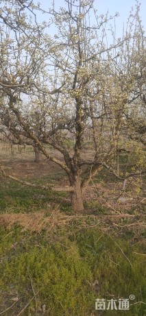 5公分梨树