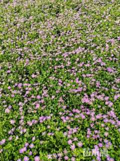 高度15厘米姬小菊