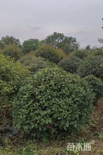 冠幅200厘米红叶石楠球