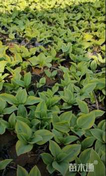 高度10厘米金边玉簪