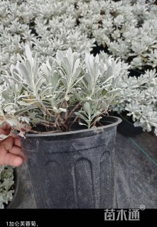 高度25厘米芙蓉菊