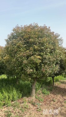 13公分红叶石楠