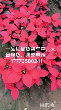 高度40厘米一品红