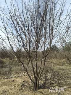 高度300厘米丛生流苏