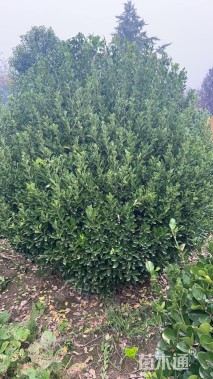 冠幅15厘米卫矛球