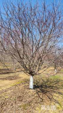 12公分北美海棠