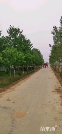 15公分美国红枫