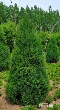 高度250厘米塔桧