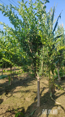 高度200厘米花石榴