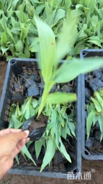 高度100厘米美人蕉