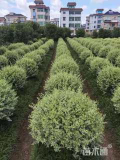 冠幅100厘米银姬小蜡球