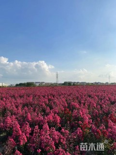 高度250厘米天鹅绒紫薇