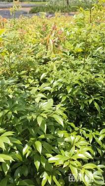 0.7公分金丝楠木