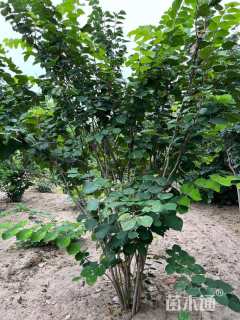 高度250厘米丛生紫荆