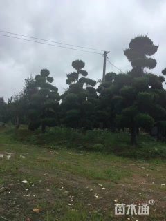 造型龙柏