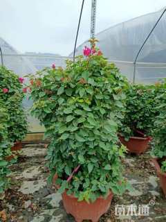 高度170厘米同安红