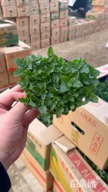 高度15厘米薄荷