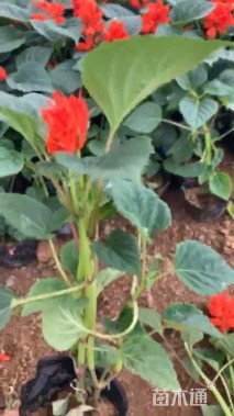 高度30厘米一串红