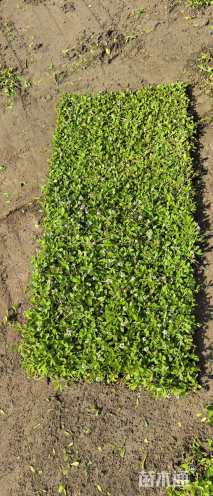 高度10厘米姬岩垂草