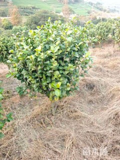 冠幅50厘米茶梅球