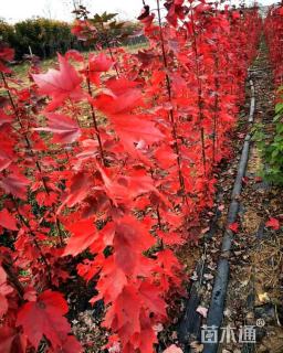 高度100厘米美国红枫小苗