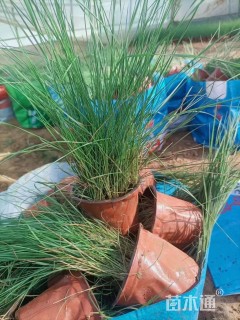 高度30厘米粉黛乱子草