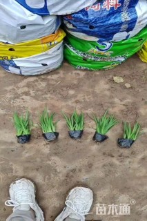 高度30厘米剪刀兰