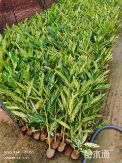 高度30厘米花叶良姜