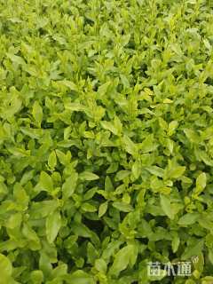 高度35厘米蓝雪花