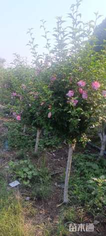 高度130厘米木槿