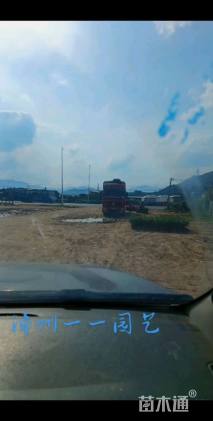 高度15厘米长春花