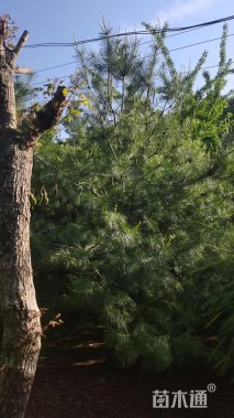 高度500厘米华山松