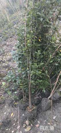 高度100厘米北海道黄杨
