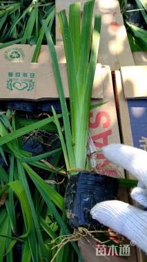 高度1厘米黄菖蒲