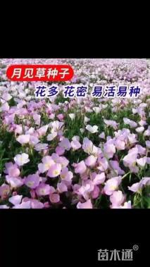 美丽月见草种子
