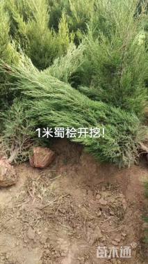 冠幅120厘米卫矛球