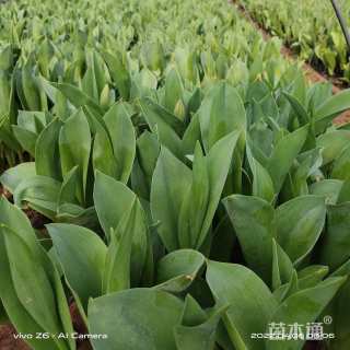 高度10厘米郁金香