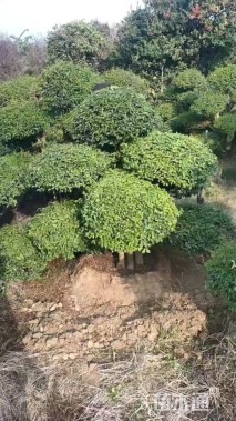 地栽苗亮晶女贞小苗