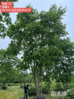 40公分(6杆)丛生无患子