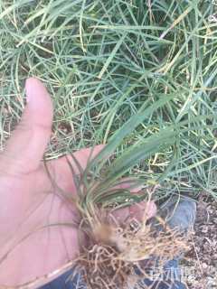 高度25厘米中叶麦冬