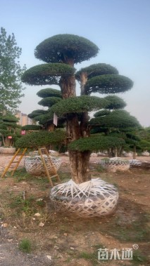 50公分对节白蜡