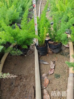 高度20厘米狐尾天门冬