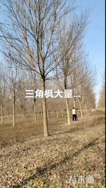 15公分三角枫