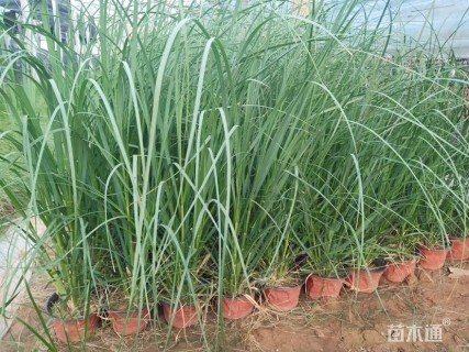 高度30厘米粉黛乱子草