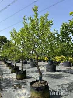 高度250厘米太秋甜柿苗